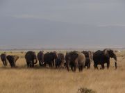 Elefantenherde im NP Amboseli