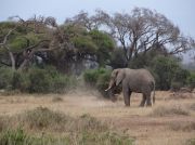 Elefantenbulle gräbt Wurzeln aus