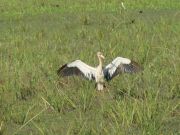 Maguari-Storch beim Sonnenbad