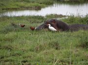 Nilpferd im Sumpf - Jakana-Hühnchen und Silberreiher