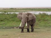 Angreifender Elefantenbulle