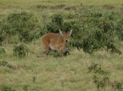 Seltene Antilope - Reebock