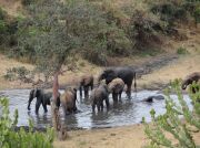 Elefanten an der Wasserstelle unter unserer Unterkunft