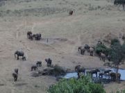 Ca 50 Elefanten an der Wasserstelle