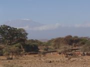 Massai mit ihren Rinderherden am Kilimandscharo