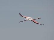 Jeepfahrt durch das Po-Delta(3Std.) - Fliegender Flamingo