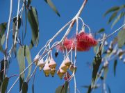 Blüte u. Früchte des Eukalyptusbaumes