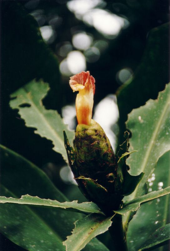 Blüte bei der einzigen Mayja-Siedlung in Costa Rica(Cuayabo)