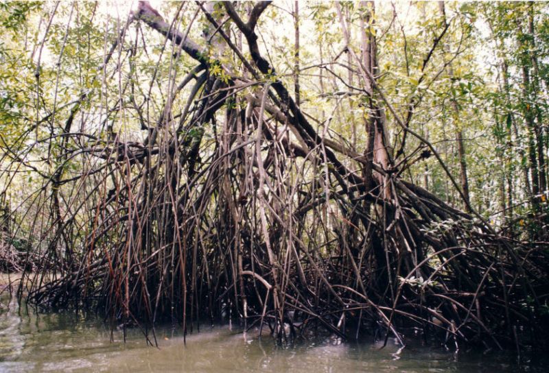 Wir machen eine Mangroven Tour in "At Damas Island"