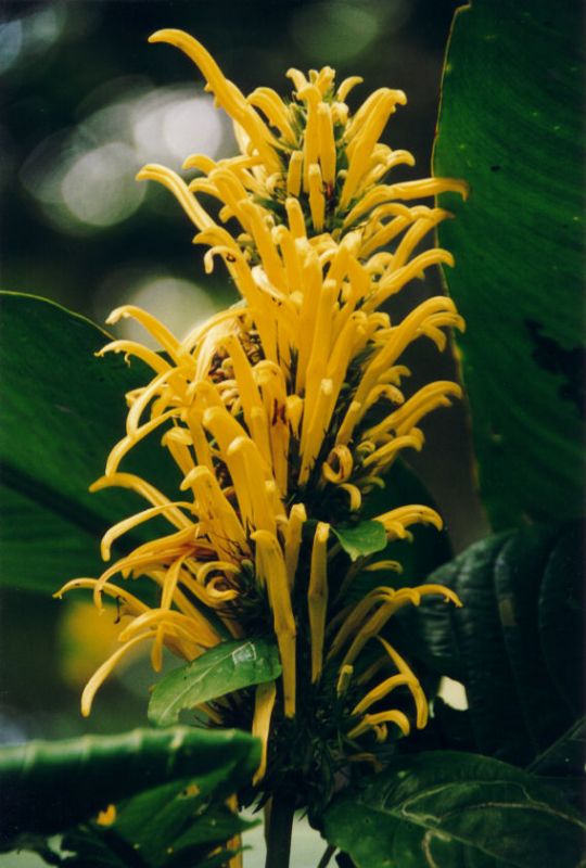 Blüte bei der einzigen Mayja-Siedlung in Costa Rica