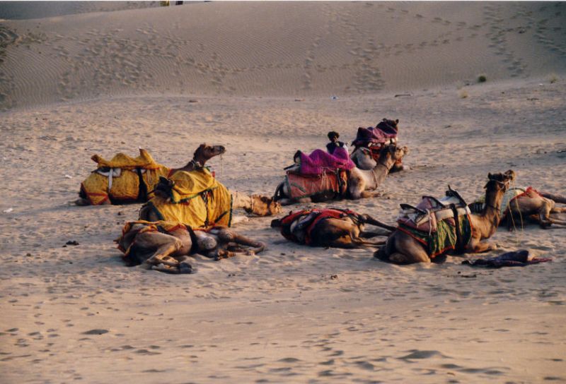 Kamelritt in die Thar-Wüste-30 km vor der pakistanischen Grenze