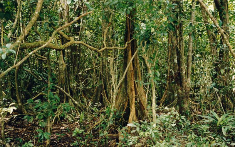 Regenwald im Cahuita NP