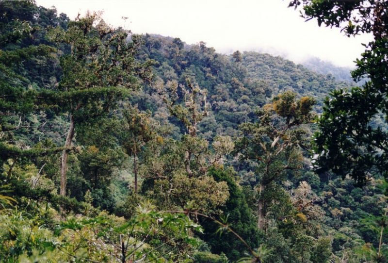 Regenwald indem der seltene Vogel Quetzal noch lebt-das Tal wurde erst 1925 endeckt