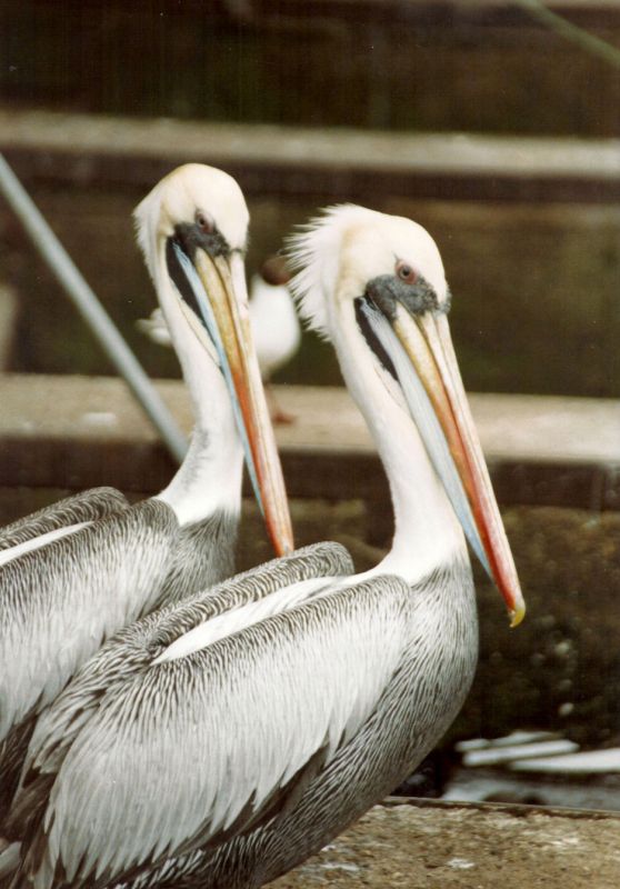 Pelikane am Fischmarkt