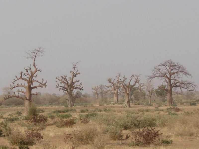Baobab-Bäume in Mali