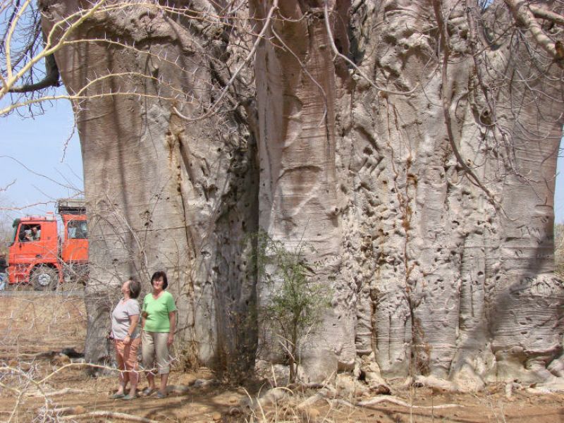 Stop an einem riesigen Baobab-Baum