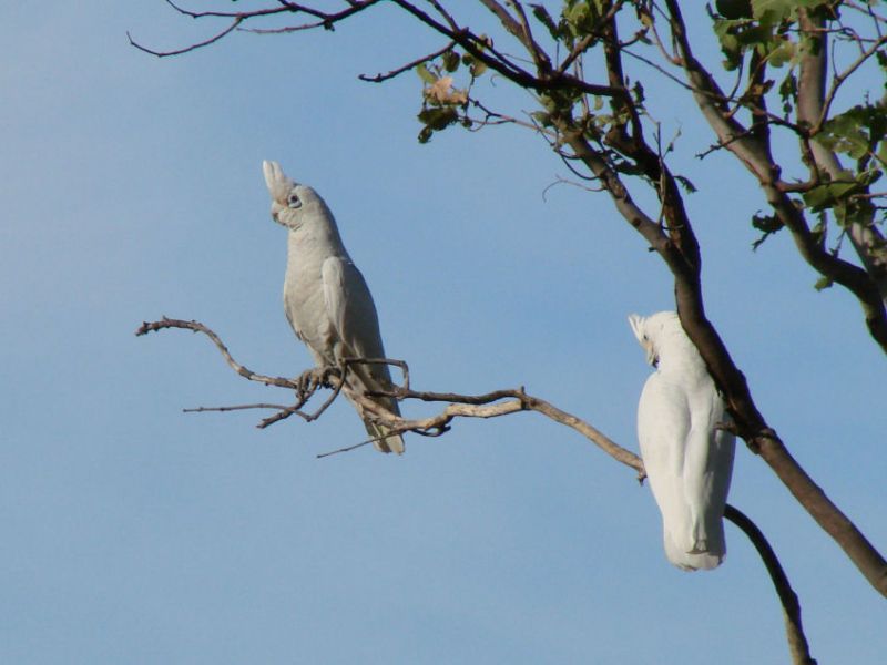 Weiß Kakadu