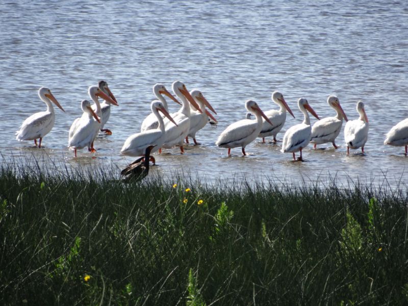 Weiße Pelikane in Richtung Ear Falls
