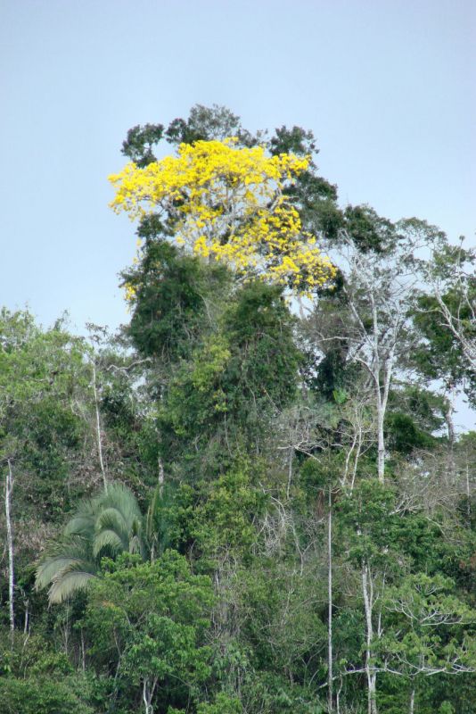 Regenwald im Quellgebiet des Amazonas