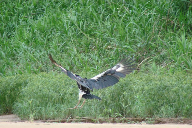 Hornwehrvogel am Heath River