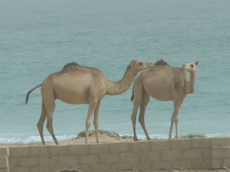 Die Wüste geht bis zum Meer - darum auch Kamele am Meer