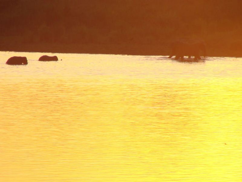 Elefanten in einem Seebeim Sonnenuntergang
