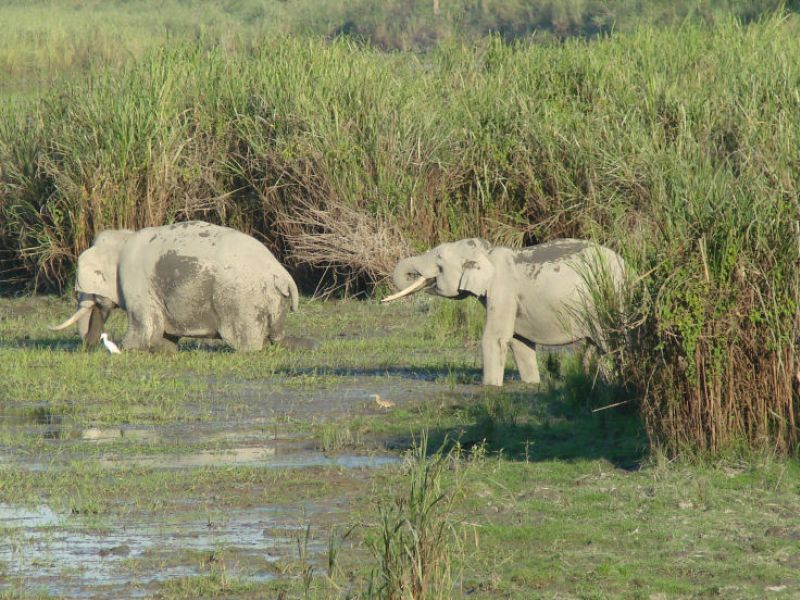 Elefanten vom Geländewagen aus aufgenommen