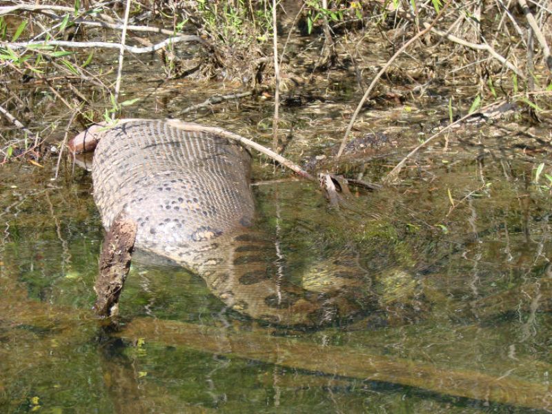 Riesenschlange „Anakonda“ (7 m lang) – Wasserschwein verschlungen