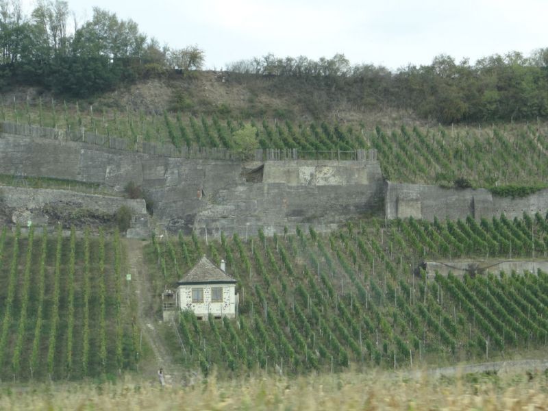 Breisgau:Weinberge nach Ihringen