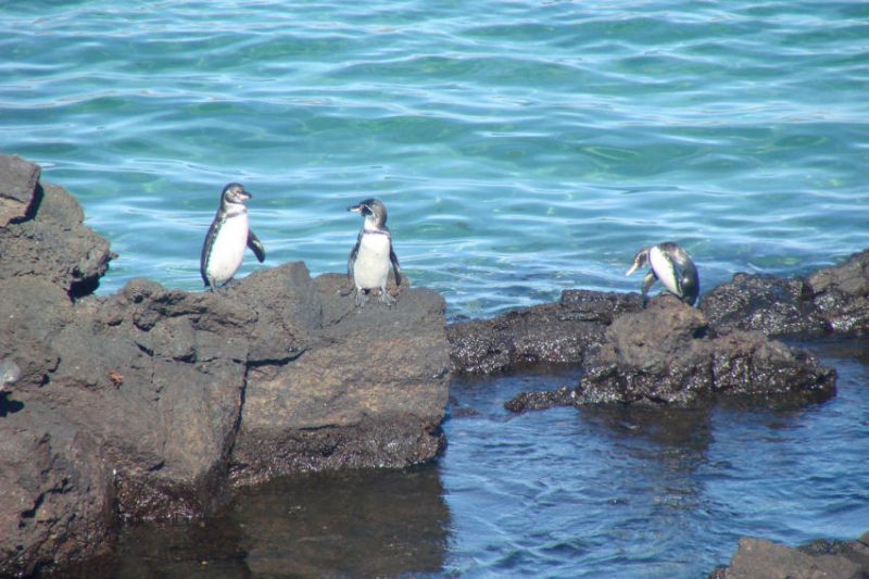 Galapagos - Pinguinen