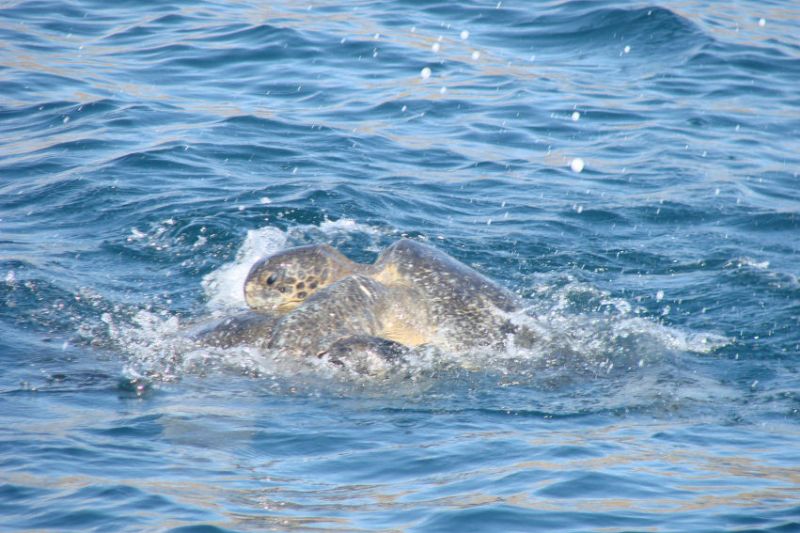Paarende Meeresschildkröten