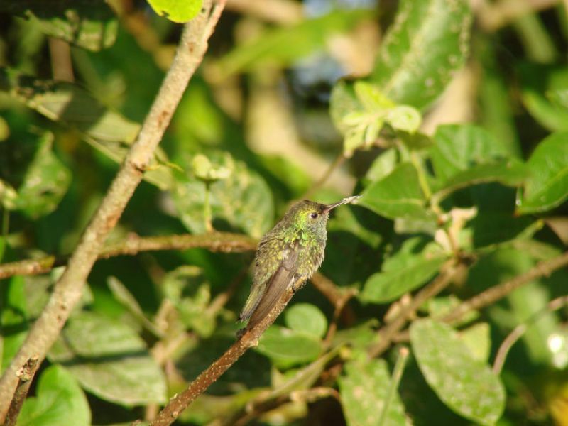 Goldsaphir-Kolibri
