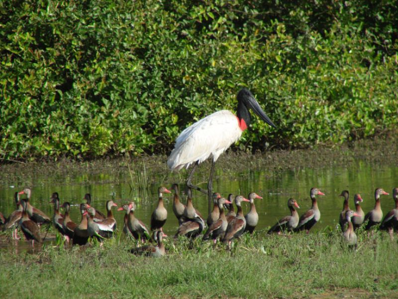 Jabiru-Storch und Rotschnabel-Enten