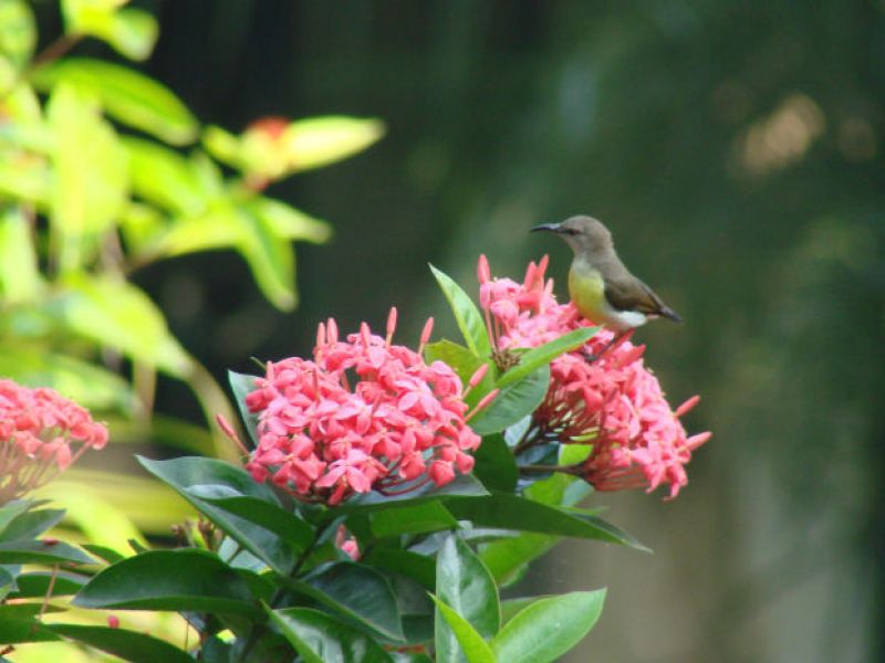 Sonnenvogel - Kolibri