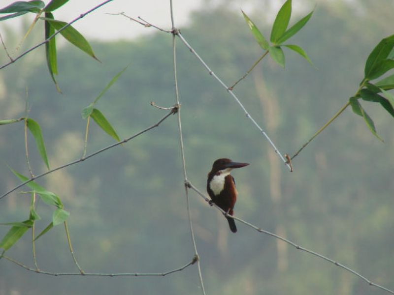Weißbrust-Kingfisher