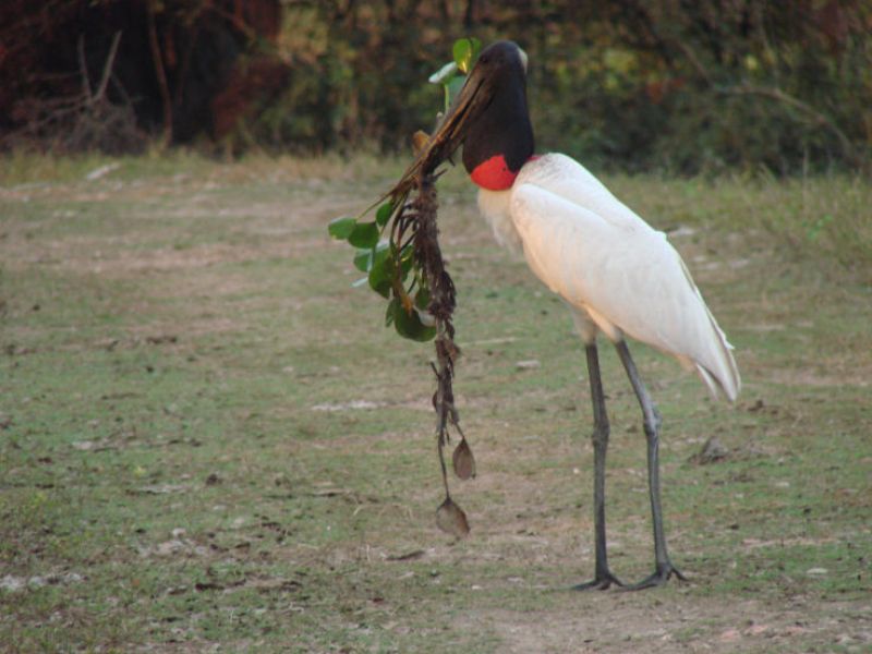 Jabiru-Storch mit Nestmaterial