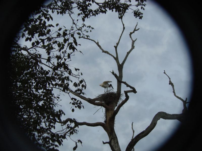 Jabiru-Storch am Nest