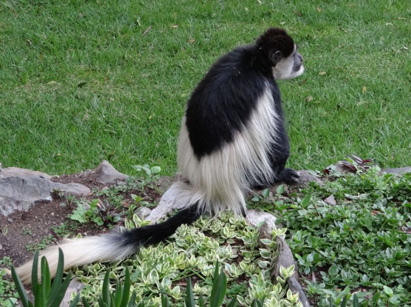Colobus-Affen am Krater Lake-See