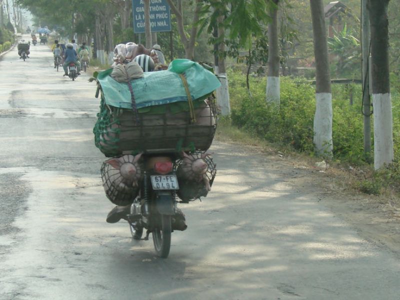 Mopedfahrer mit Ferkel