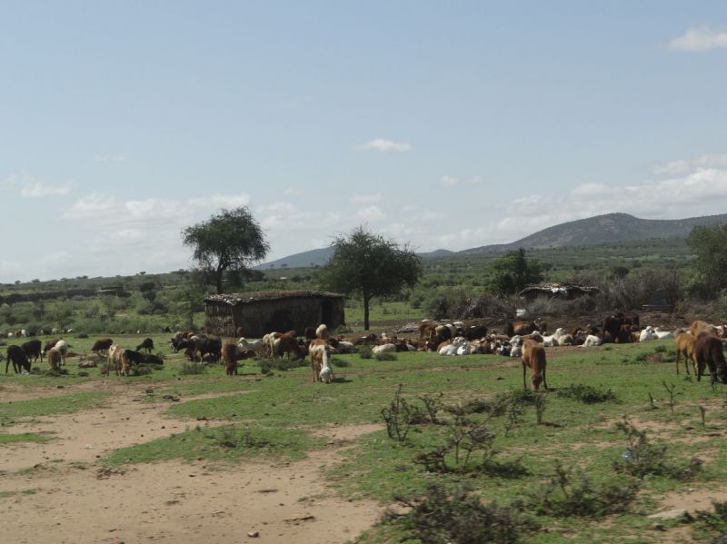 Massai-Dorf auf dem Weg zum Massai Mara-Np