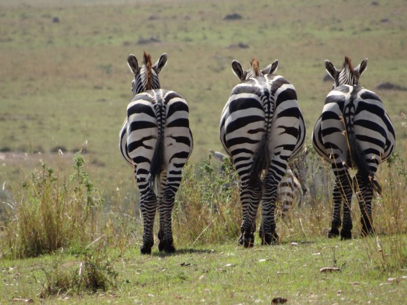 Zebras zeigen.was sie von uns halten