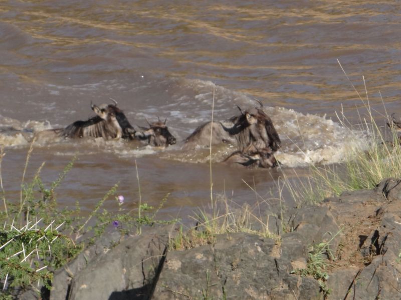 Gnus durchqueren den Mara-Fluss