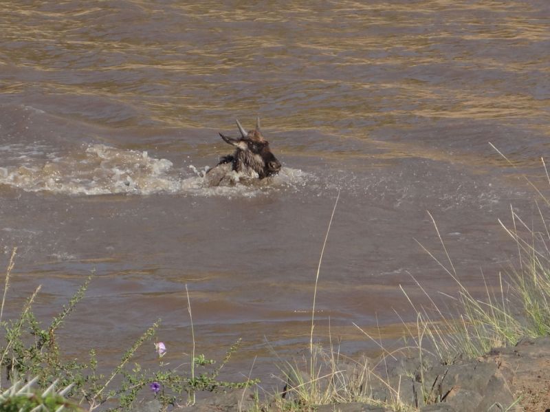 Gnu durchquert den Mara-Fluss