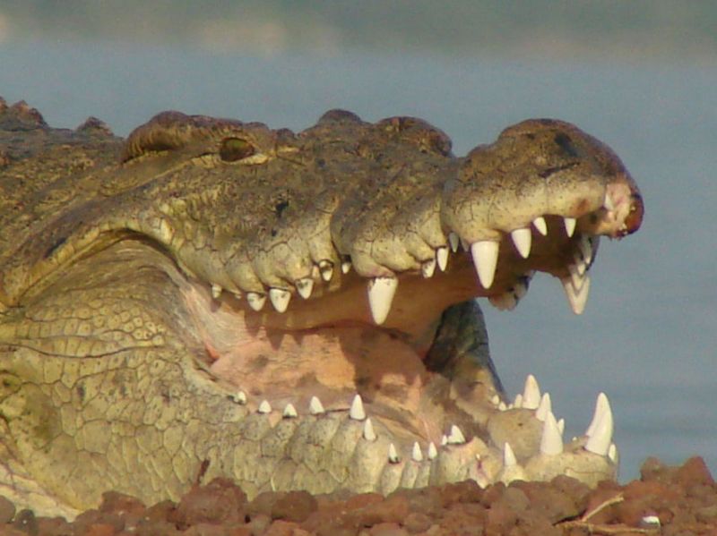 Krokodil (5-7 m) am Chamo - See