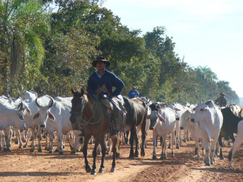 Gauchos mit einer Herde Zebu-Rinder