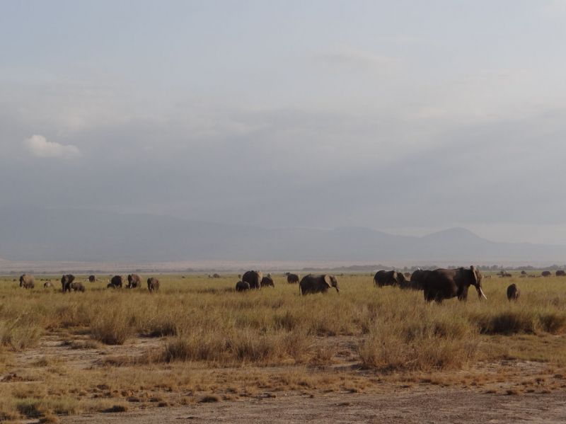 Elefanten im NP Amboseli