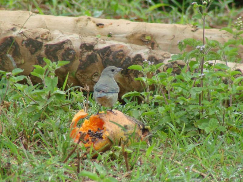 Tangari-Vogel an einer Papaya