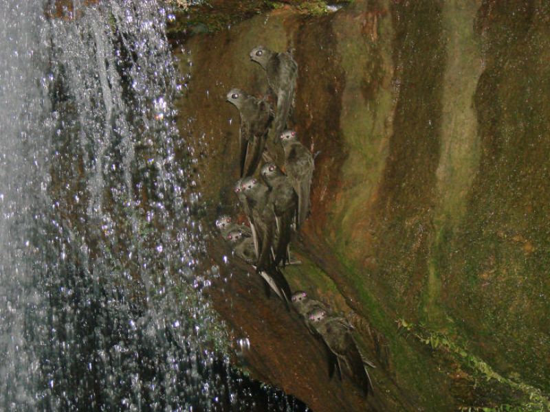 Schwalben hinter dem Wasserfall „Catchociriaha“