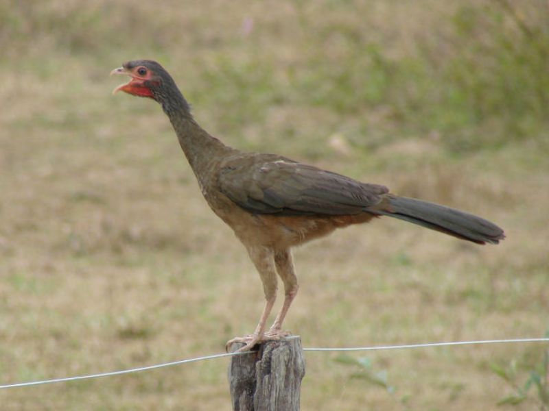 Chaco-Guan -  Weibchen