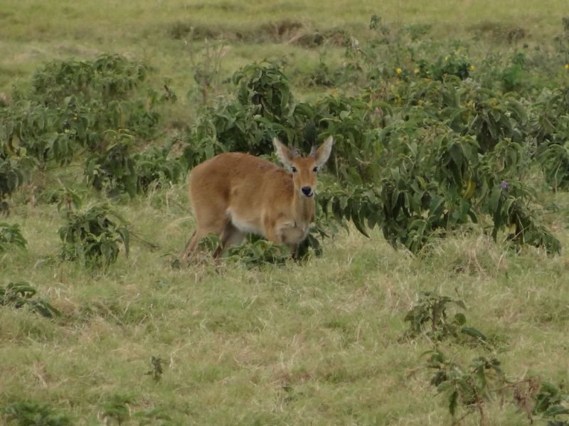 Seltene Antilope - Reebock